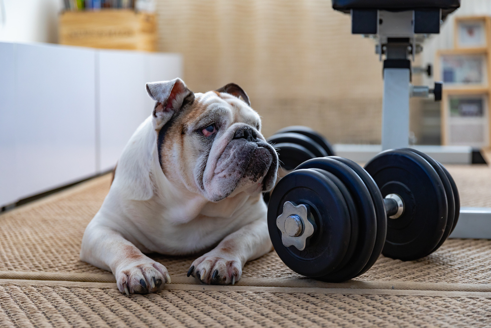 English bulldog and sports dumbbells