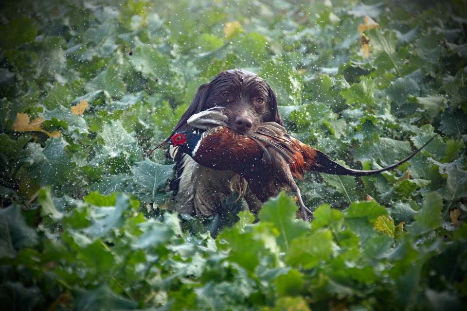 A wet spaniel retrieves a pheasant in a field of green leafy plants, with droplets of water captured in motion, highlighting the dog’s focus and the vibrant natural setting.