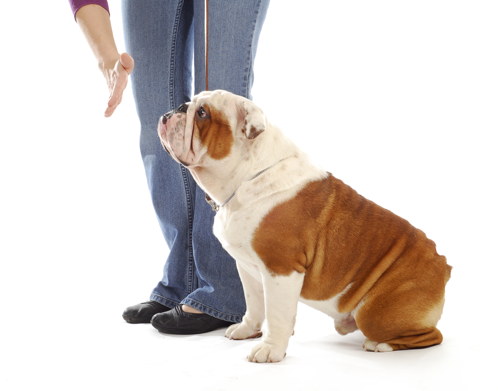 command to english bulldog